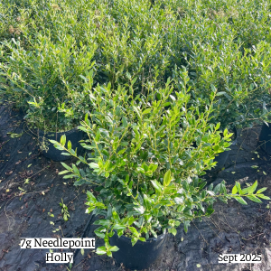 September 2025 7g Needlepoint Holly Group Website